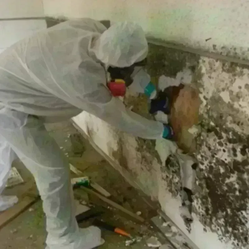 Mold Remediation and Removal in Hope, IN